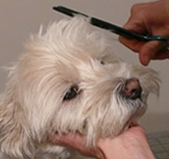 Haare schneiden beim Hundefriseur